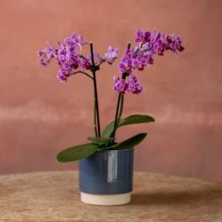 Phalaenopsis 'Take Five' -Herbalife Shop pl2000048241 card4 lg