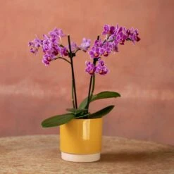 Phalaenopsis 'Take Five' -Herbalife Shop pl2000048241 card5 lg