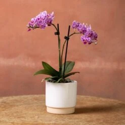 Phalaenopsis 'Pink Veins' -Herbalife Shop pl2000048242 card2 lg