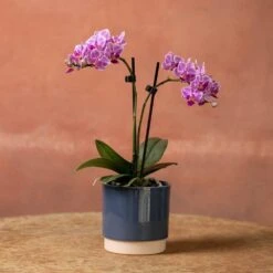 Phalaenopsis 'Pink Veins' -Herbalife Shop pl2000048242 card3 lg