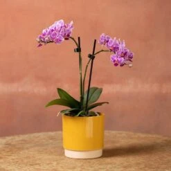 Phalaenopsis 'Pink Veins' -Herbalife Shop pl2000048242 card4 lg
