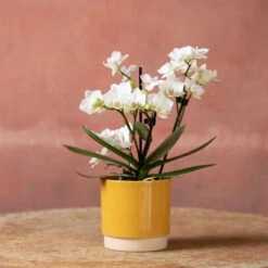 Phalaenopsis 'Zurich' -Herbalife Shop pl2000048245 card5 lg