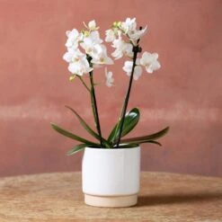 Phalaenopsis 'Bern' -Herbalife Shop pl2000048246 card2 lg