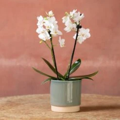 Phalaenopsis 'Bern' -Herbalife Shop pl2000048246 card3 lg