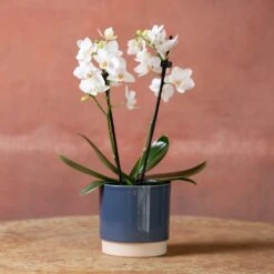 Phalaenopsis 'Bern' -Herbalife Shop pl2000048246 card4 lg