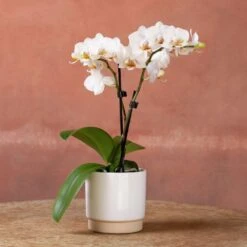Phalaenopsis 'Puppy' -Herbalife Shop pl2000048247 card2 lg