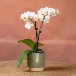 Phalaenopsis 'Puppy' -Herbalife Shop pl2000048247 card3 lg