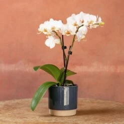 Phalaenopsis 'Puppy' -Herbalife Shop pl2000048247 card4 lg