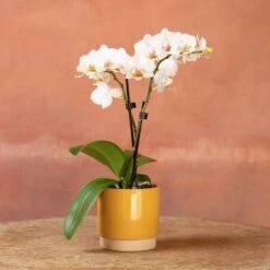 Phalaenopsis 'Puppy' -Herbalife Shop pl2000048247 card5 lg