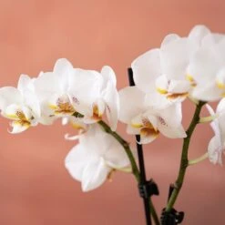 Phalaenopsis 'Puppy' -Herbalife Shop pl2000048247 card6 lg