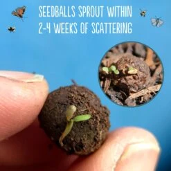 Seedballs Native Wildflowers For Shade -Herbalife Shop pl2000048350 card5 lg