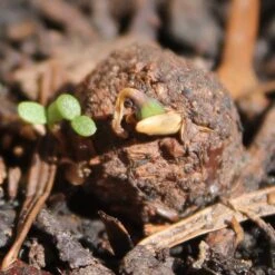 Seedballs Native Wildflowers For Shade -Herbalife Shop pl2000048350 card6 lg