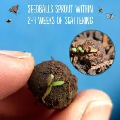 Seedballs Native Annual Wildflowers -Herbalife Shop pl2000048353 card5 lg