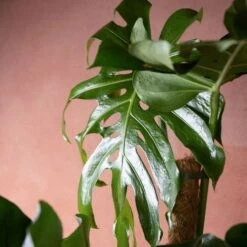 Monstera Deliciosa -Herbalife Shop pl2000048359 card3 lg