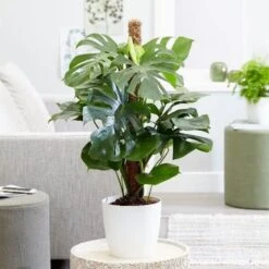 Monstera Deliciosa -Herbalife Shop pl2000048359 card5 lg