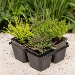 Heather Collection (4 Mixed Heathers) -Herbalife Shop pl2000048439 card3 lg