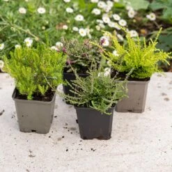 Heather Collection (4 Mixed Heathers) -Herbalife Shop pl2000048439 card4 lg