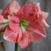 Hippeastrum 'Rosalie' -Herbalife Shop pl2000048441