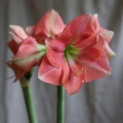 Hippeastrum 'Rosalie' -Herbalife Shop pl2000048441 card3 lg