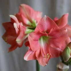 Hippeastrum 'Rosalie' -Herbalife Shop pl2000048441 card4 lg
