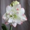 Hippeastrum 'Amadeus Candy' (PBR) -Herbalife Shop pl2000048442