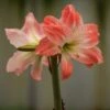 Hippeastrum 'Giant Amadeus' (PBR) -Herbalife Shop pl2000048443