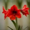 Hippeastrum 'Ferrari' 2 Hippeastrum 'Ferrari' -Herbalife Shop pl2000048444