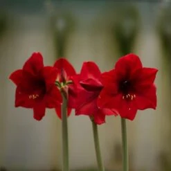 Hippeastrum 'Ferrari' -Herbalife Shop pl2000048444 card3 lg