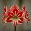 Hippeastrum 'Spartacus' -Herbalife Shop pl2000048446