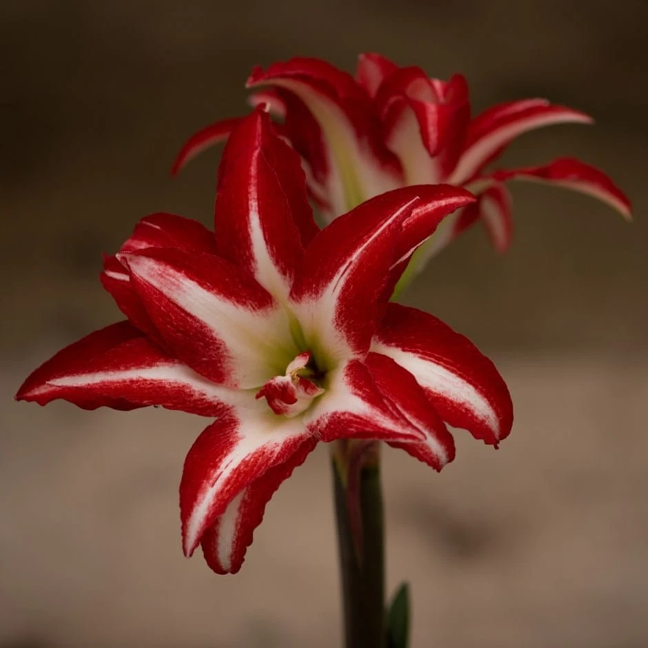 Hippeastrum (Double Galaxy Group) 'Splash' (PBR) 3 Hippeastrum (Double Galaxy Group) 'Splash' (PBR)