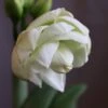 Hippeastrum 'White Amadeus' (PBR) 2 Hippeastrum 'White Amadeus' (PBR) -Herbalife Shop pl2000048514
