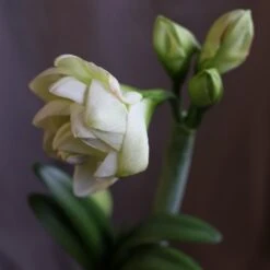 Hippeastrum 'White Amadeus' (PBR) -Herbalife Shop pl2000048514 card3 lg