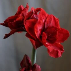 Hippeastrum (Double Galaxy Group) Cherry Nymph ('Chernym') (PBR) -Herbalife Shop pl2000048515 card3 lg