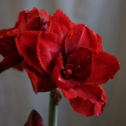 Hippeastrum (Double Galaxy Group) Cherry Nymph ('Chernym') (PBR) -Herbalife Shop pl2000048515 card4 lg