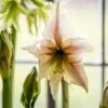 Hippeastrum '(Diamond Group) Green Magic' -Herbalife Shop pl2000048613