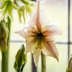 Hippeastrum '(Diamond Group) Green Magic'