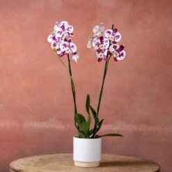 Phalaenopsis 'Marakesh' 9 Phalaenopsis 'Marakesh' -Herbalife Shop pl2000048820 card2 lg