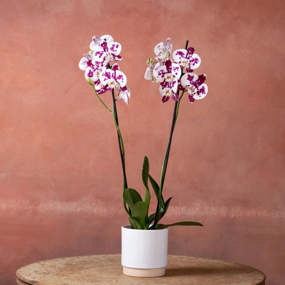 Phalaenopsis 'Marakesh' 4 Phalaenopsis 'Marakesh' - Image 2