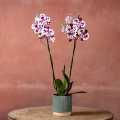 Phalaenopsis 'Marakesh' 10 Phalaenopsis 'Marakesh' -Herbalife Shop pl2000048820 card3 lg