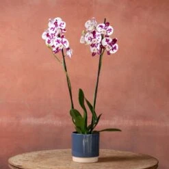 Phalaenopsis 'Marakesh' 11 Phalaenopsis 'Marakesh' -Herbalife Shop pl2000048820 card4 lg