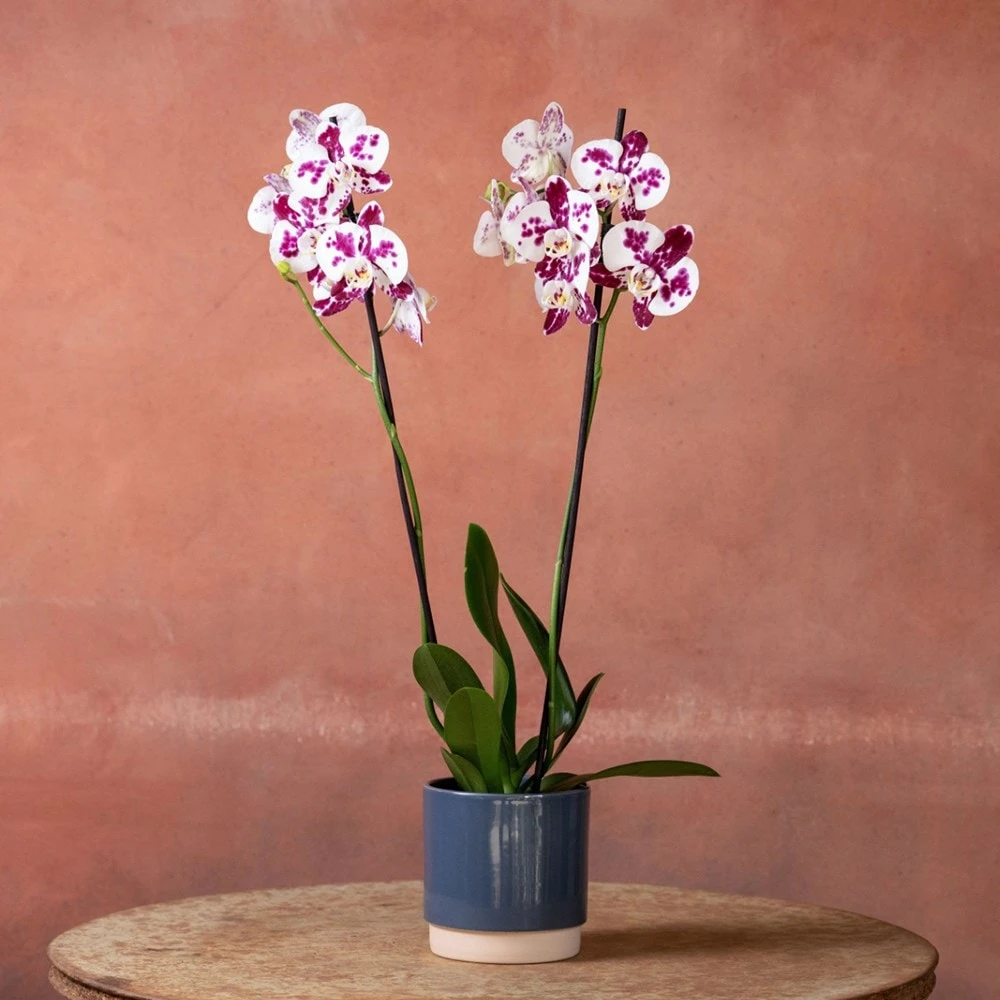 Phalaenopsis 'Marakesh' 6 Phalaenopsis 'Marakesh' - Image 4