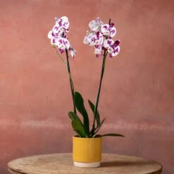 Phalaenopsis 'Marakesh' 12 Phalaenopsis 'Marakesh' -Herbalife Shop pl2000048820 card5 lg