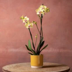 Phalaenopsis 'Golden Cheetah' -Herbalife Shop pl2000048821 card5 lg