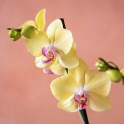 Phalaenopsis 'Golden Cheetah' -Herbalife Shop pl2000048821 card6 lg