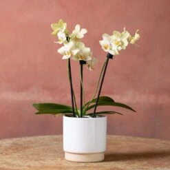 Phalaenopsis 'Livorno' 9 Phalaenopsis 'Livorno' -Herbalife Shop pl2000048822 card2 lg