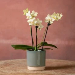 Phalaenopsis 'Livorno' 10 Phalaenopsis 'Livorno' -Herbalife Shop pl2000048822 card3 lg