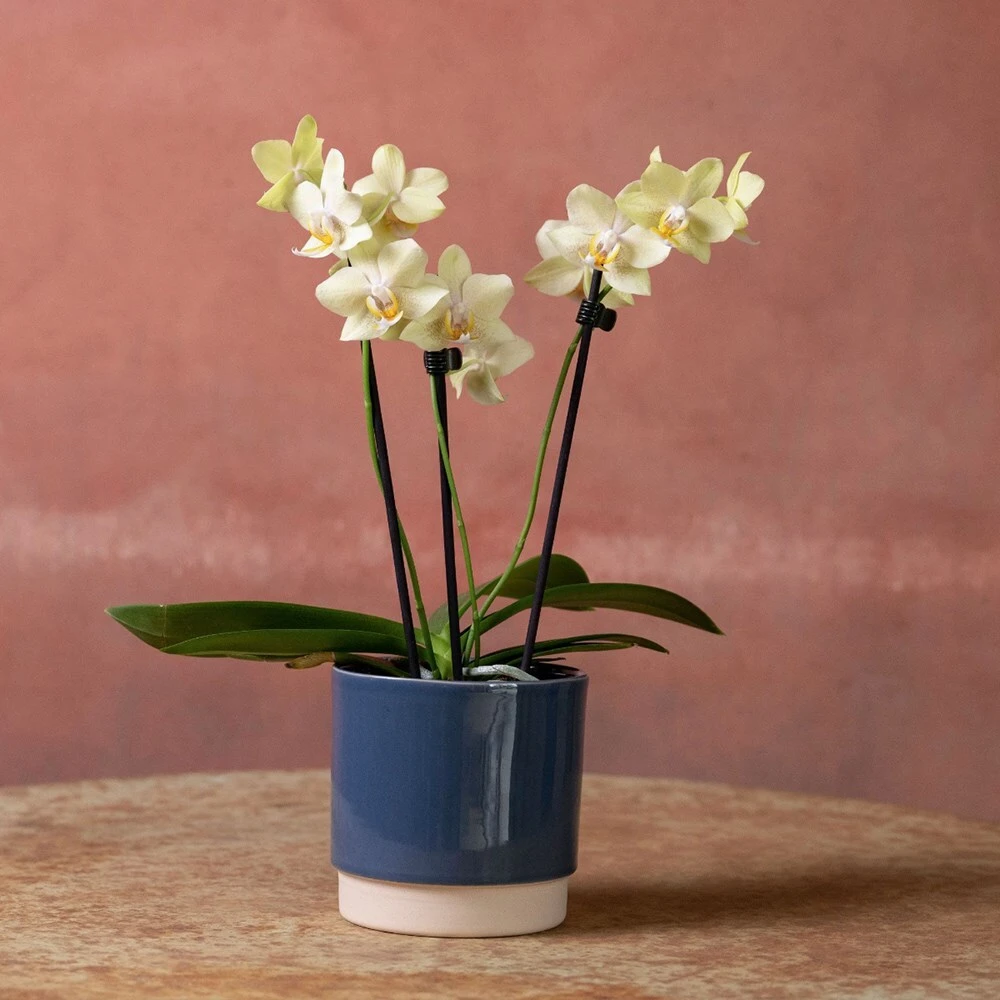 Phalaenopsis 'Livorno' 6 Phalaenopsis 'Livorno' - Image 4