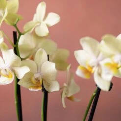 Phalaenopsis 'Livorno' 13 Phalaenopsis 'Livorno' -Herbalife Shop pl2000048822 card6 lg