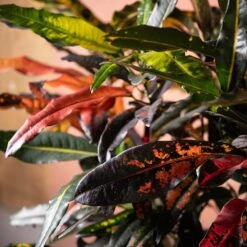 Codiaeum Variegatum 'Mango Tango' 7 Codiaeum Variegatum 'Mango Tango' -Herbalife Shop pl2000048905 card3 lg