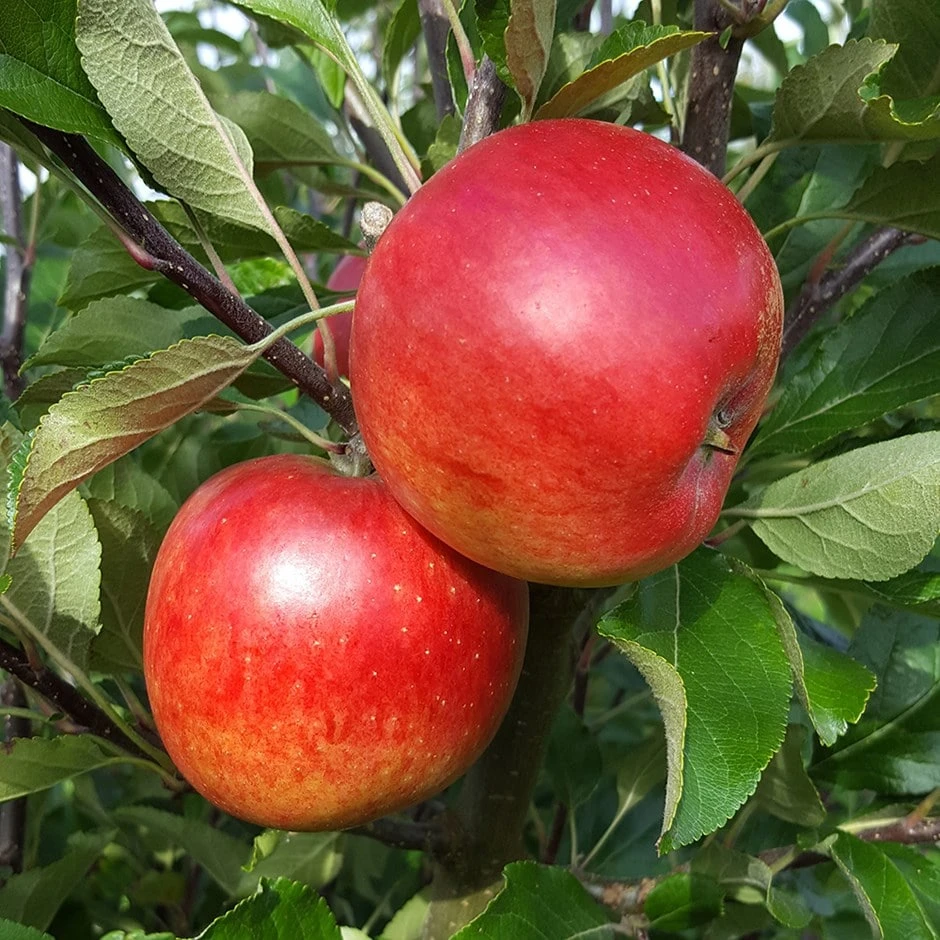 Apple 'Meridian' (PBR) 3 Apple 'Meridian' (PBR)